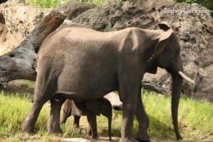 Mom and Baby Elephant at Animal Kingdom