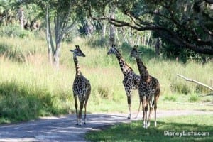 Giraffes at Animal Kingdom