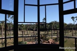 Animal viewing Animal kingdom Lodge
