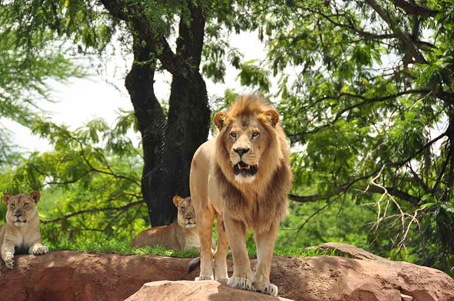 animal kingdom safari facts